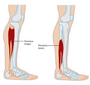 Peroneal Anatomy