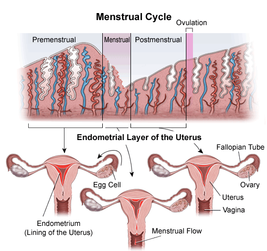 Menstrual Cycle