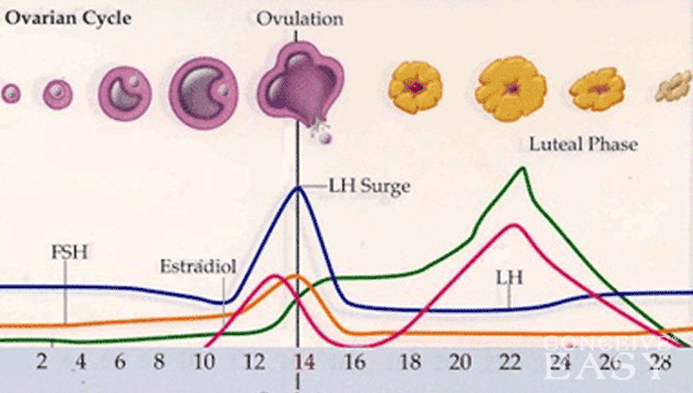 https://www.acunaturalhealth.com.au/wp-content/uploads/2018/08/luteal-phase-diagram.png