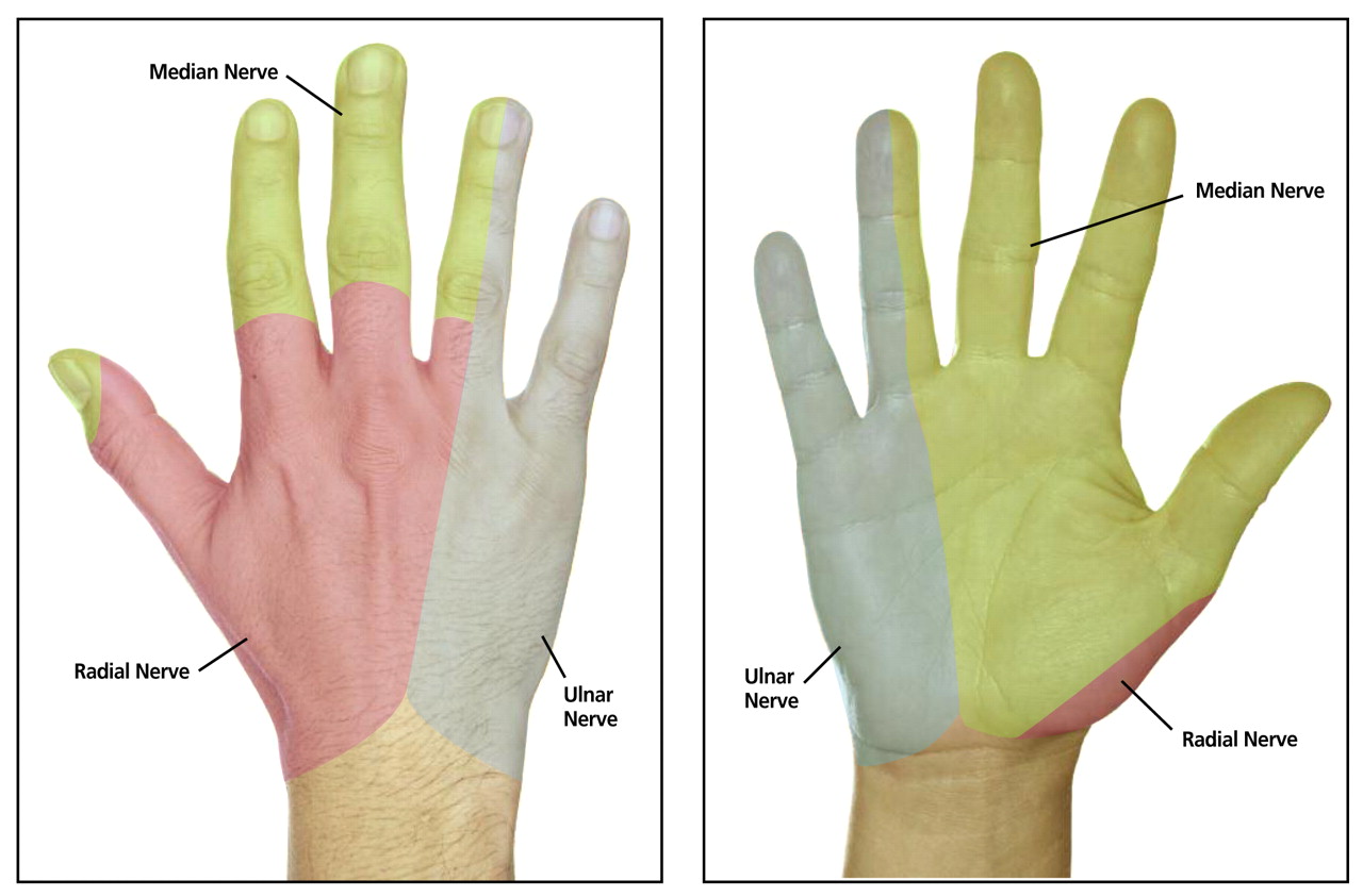 hand nerves Carpal Tunnel and Cubital Tunnel Syndrome
