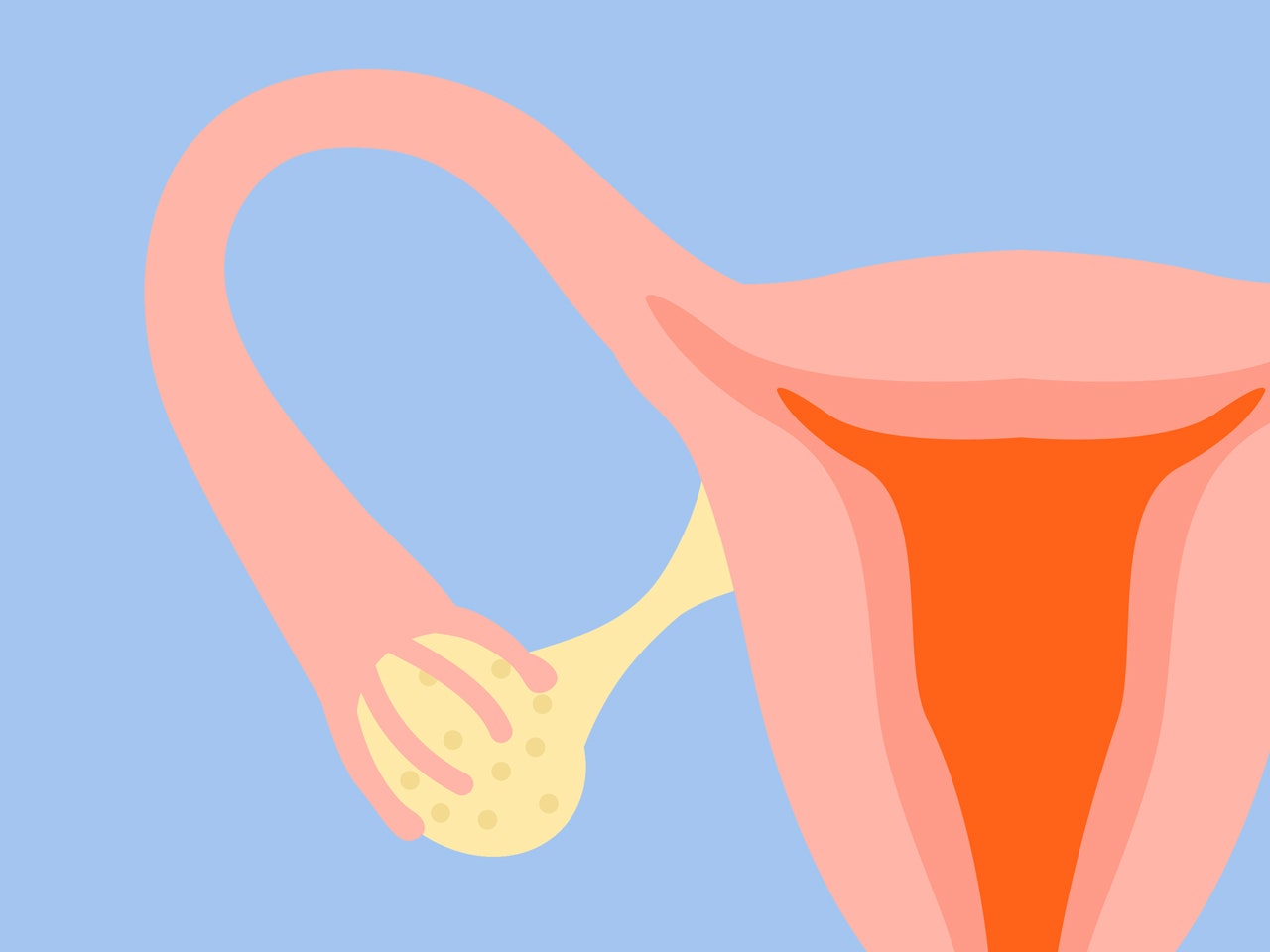 ovary with eggs Eggs after IVF/IUI